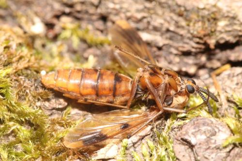 Réf. 359 003 : Keroplatus tipuloides